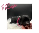 Puppy Rose Sheepadoodle
