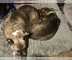 Small #7 American Pit Bull Terrier-Staffordshire Bull Terrier Mix