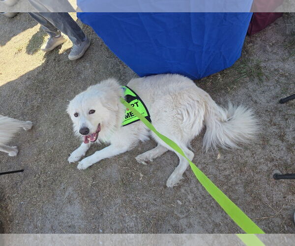 Medium Photo #3 Great Pyrenees-Unknown Mix Puppy For Sale in Houston, TX, USA