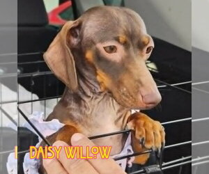 Daisy Willow - Female Dachshund Dog for Adoption - Photo #8