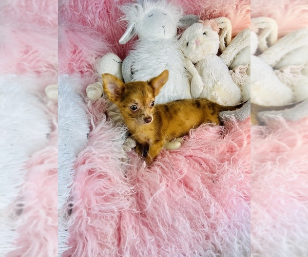 Medium Photo #9 Chihuahua Puppy For Sale in THONOTOSASSA, FL, USA