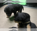 Small Photo #17 Rottweiler Puppy For Sale in ROSEBURG, OR, USA