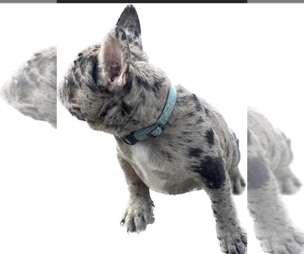 Medium Photo #1 French Bulldog Puppy For Sale in KENNER, LA, USA