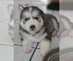 Puppy Puppy 4 Siberian Husky