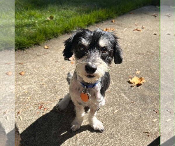 Medium Photo #1 Doxiepoo (Miniature) Puppy For Sale in Holly Springs, NC, USA