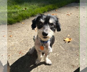 Doxiepoo (Miniature) Dogs for adoption in Holly Springs, NC, USA