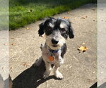 Rocky the Poodle - Male Doxiepoo (Miniature) Dog for Adoption - Small photo