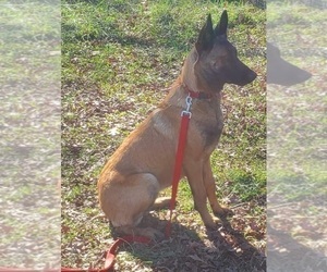 Mother of the Belgian Malinois puppies born on 06/02/2022