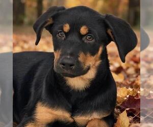 Mutt Dogs for adoption in San Diego, CA, USA