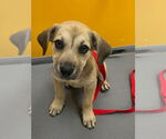 Small #2 Labrador Retriever