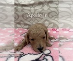 Puppy Apollo Jr Poodle (Miniature)