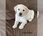 Small #2 Labrador Retriever