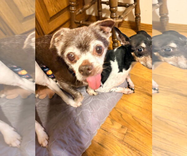 Medium Photo #2 Chihuahua-Unknown Mix Puppy For Sale in New London, WI, USA