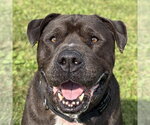 Small Mastiff Mix