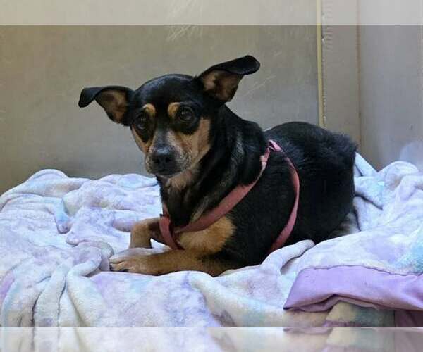 Medium Photo #1 Mutt Puppy For Sale in Martinez, CA, USA