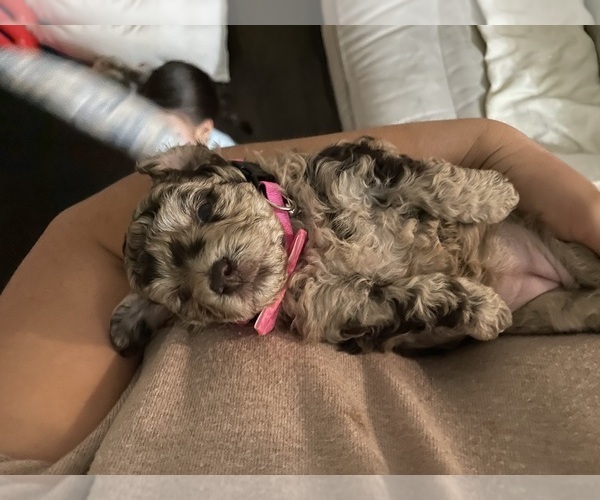 Medium Photo #44 Poodle (Toy) Puppy For Sale in MURRIETA, CA, USA