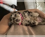 Small Photo #44 Poodle (Toy) Puppy For Sale in MURRIETA, CA, USA