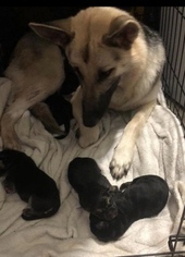 Mother of the German Shepherd Dog puppies born on 10/14/2018