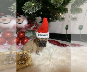 French Bulldog Puppy for sale in JACKSONVILLE, FL, USA