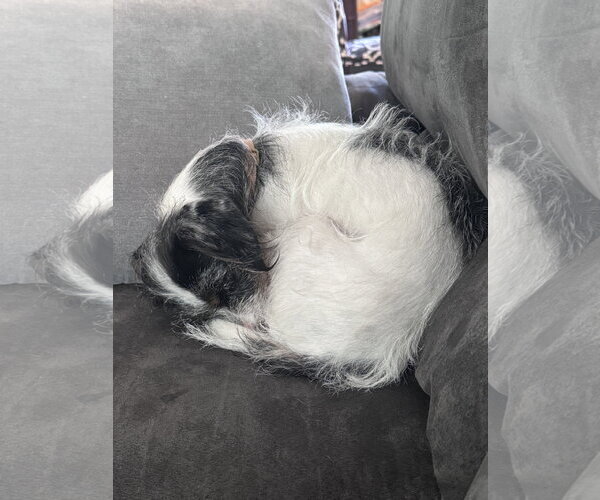 Medium Photo #5 Dachshund-Unknown Mix Puppy For Sale in Tampa, FL, USA