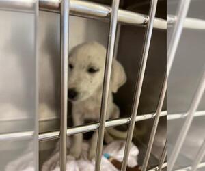 Great Pyrenees Dogs for adoption in Waco, TX, USA