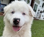 Puppy Puppy 3 Frank Australian Shepherd