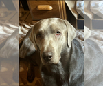 Small Photo #1 Labrador Retriever Puppy For Sale in JAMESTOWN, PA, USA