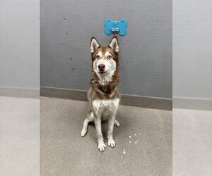 Siberian Husky-Unknown Mix Dogs for adoption in Las Vegas, NV, USA