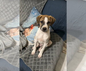 Mutt Dogs for adoption in Ball Ground, GA, USA