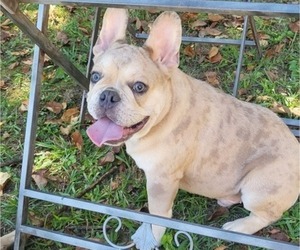 French Bulldog Puppy for sale in ATLANTA, GA, USA