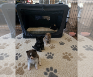 Pomeranian Puppy for sale in RADFORD, VA, USA