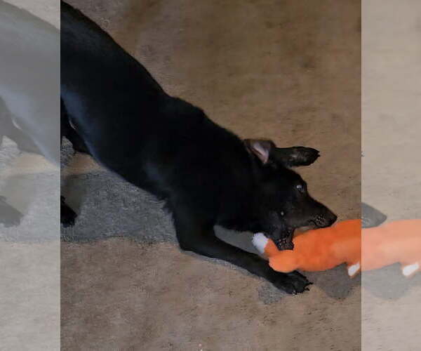 Medium Photo #3 German Shepherd Dog-Holland Shepherd Mix Puppy For Sale in Orange Grove, TX, USA