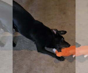 Gemma - Female German Shepherd Dog-Holland Shepherd Mix Dog for Adoption - Photo #3