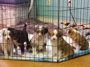 Border-Aussie Puppy for sale in WIMBERLEY, TX, USA