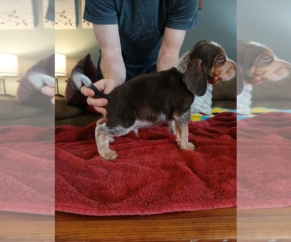 Medium Photo #4 Beagle Puppy For Sale in BOWLING GREEN, MO, USA