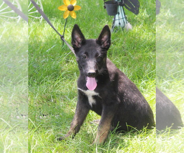 Medium Photo #4 German Shepherd Dog Puppy For Sale in Holly Hill, SC, USA