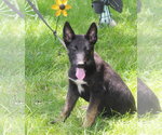 Small #3 German Shepherd Dog
