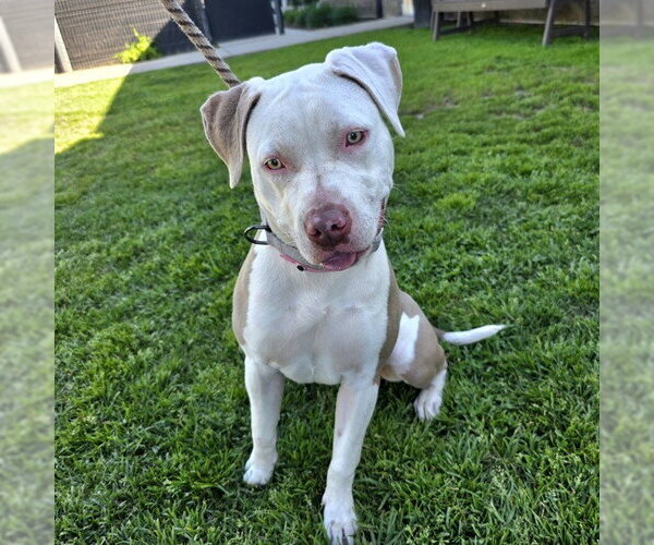 Medium Photo #1 Mutt Puppy For Sale in Long Beach, CA, USA