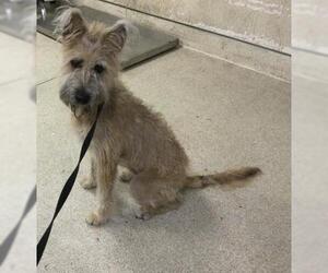 Mutt Dogs for adoption in Riverside, CA, USA