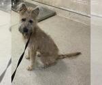 Small Mutt