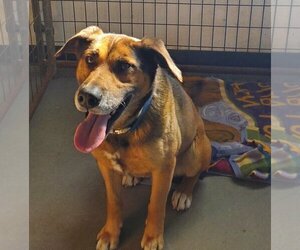 Mutt Dogs for adoption in Crystal, MN, USA