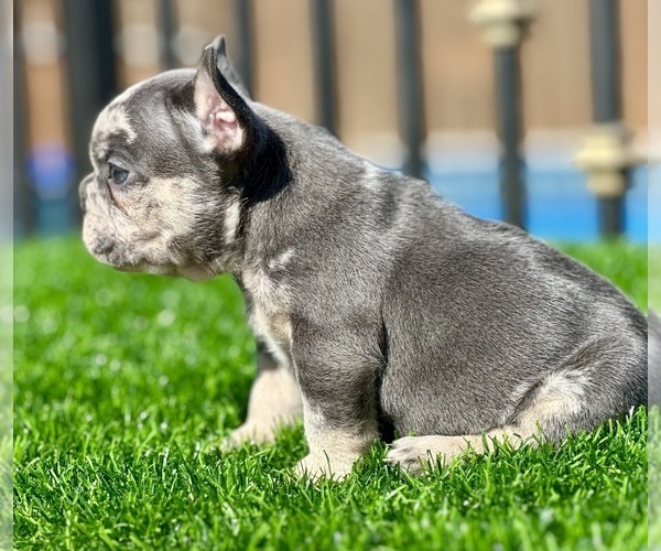 Medium Photo #4 French Bulldog Puppy For Sale in BEVERLY HILLS, CA, USA