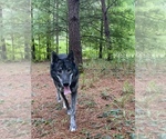 Small Photo #1 Wolf Hybrid Puppy For Sale in ATLANTA, GA, USA
