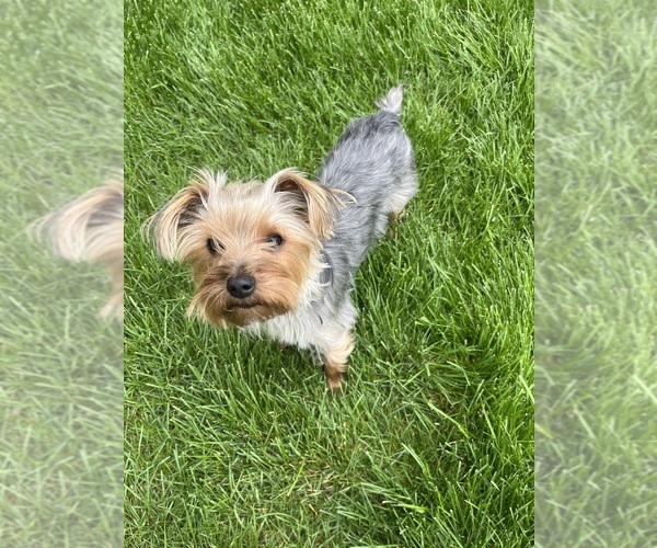 Medium Photo #1 Yorkshire Terrier Puppy For Sale in REDMOND, OR, USA