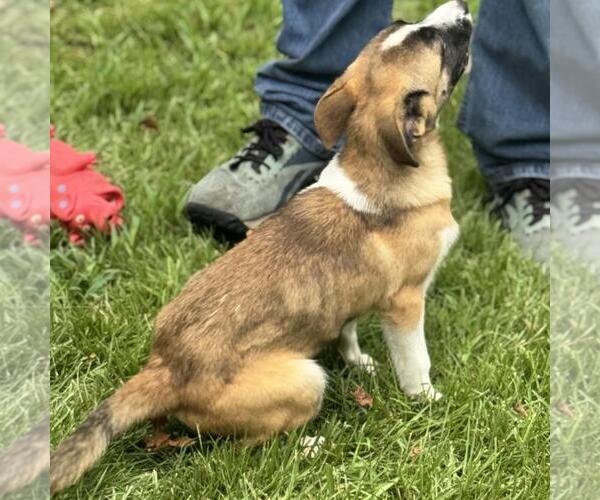 Medium Photo #4 Labrenees Puppy For Sale in Yardley, PA, USA