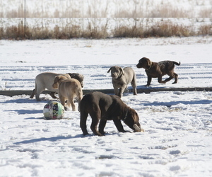 Labrador Retriever Puppy for sale in VONA, CO, USA