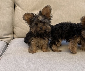 Yorkshire Terrier Puppy for sale in LAS VEGAS, NV, USA