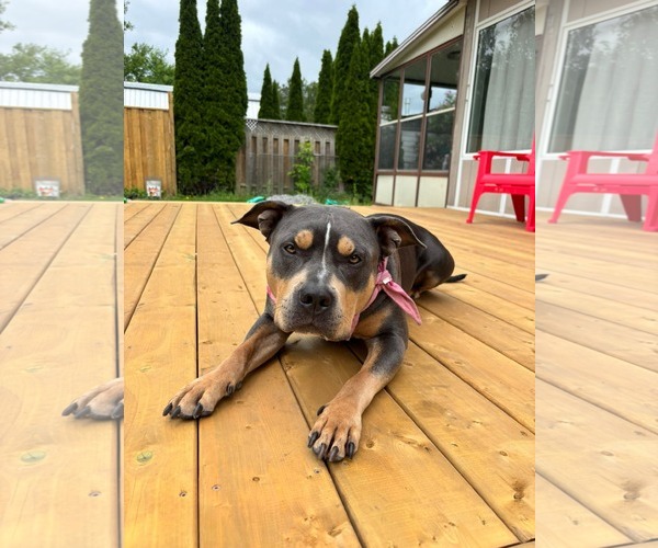 Medium Photo #8 American Bulldog-Unknown Mix Puppy For Sale in Oro Medonte, Ontario, Canada