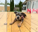 Small #7 American Bulldog Mix