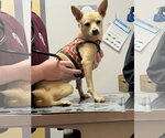 Small #2 Chihuahua Mix